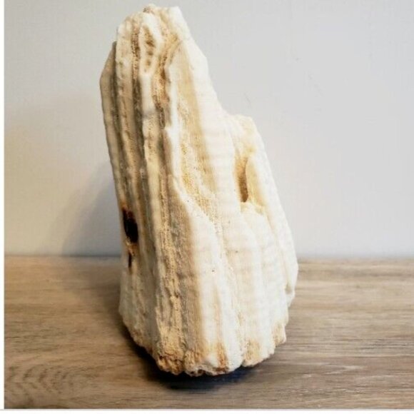 Large Vintage 1kg! Natural Real Sea Coral Specimen 6x5x4 Inches - Picture 5 of 9